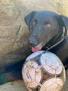 Photo de galerie - Balade à la plage 