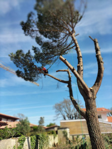 Photo de galerie - Taille douce et raisonné et abattage,sans évacuation