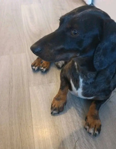 Photo de galerie - Garde chien
