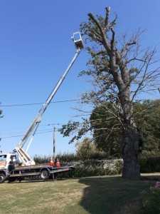Photo de galerie - Elagage d'un chêne 