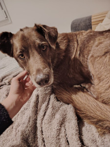 Photo de galerie - Oslo, un des chiens gardé qui avait besoin de caresses ☺️ 