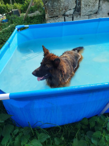 Photo de galerie - Garde chien