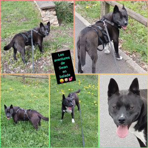 Photo de galerie - Swan lors des balades. Elle profite pleinement du plein air ??