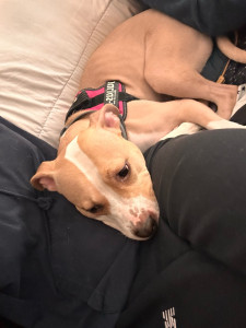 Photo de galerie - Garde chien