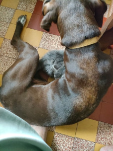 Photo de galerie - Garde animaux