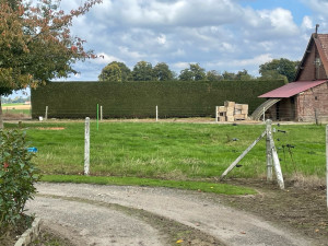 Photo de galerie - Taille de haie de thuyas.