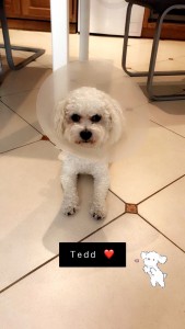 Photo de galerie - Garde chien
