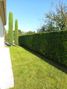 Photo de galerie - Taille de haies et d'arbustes