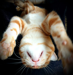 Photo de galerie - Monsieur Muchacho chat clown