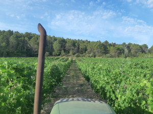 Photo de galerie - Ancienne ouvrière vini/viticole je suis actuellement auxiliaire de vie 