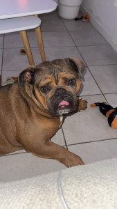 Photo de galerie - Garde de Rocca, un bouledogue anglais durant 4 jours