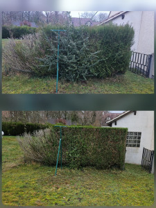 Photo de galerie - Taille haie 