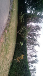 Photo de galerie - Taille de haies 