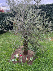 Photo de galerie - APRES: Plantation d'un olivier