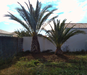 Photo de galerie - Plantation de deux gros sujets de Phoenix canariensis avant la réalisation du massif.