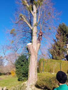 Photo de galerie - Elagage et évacuation de toutes les branches et troncs