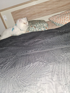 Photo de galerie - Garde chat