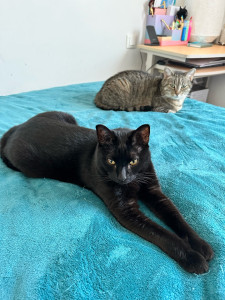 Photo de galerie - Deux loulou 