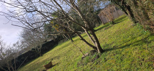 Photo de galerie - Tonte de pelouse - Débroussaillage