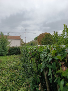 Photo de galerie - Taille de haie de lauriers trois côtés. 
