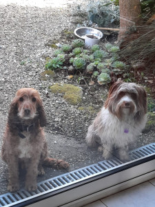 Photo de galerie - Garde animaux