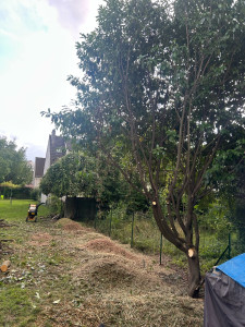 Photo de galerie - Arrache de la haie plus plantation 