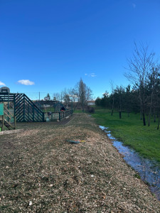 Photo de galerie - Abattage et broyage d’une haie