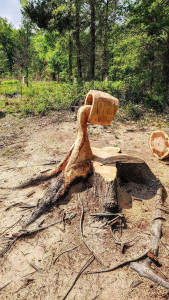 Photo de galerie - Elagage et coupe d'arbres