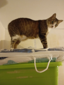 Photo de galerie - Cookie, craintive mais a fini par m adopter 