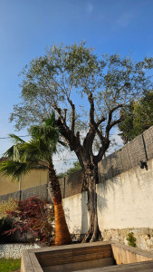 Photo de galerie - Taille d'olivier et nettoyage esthétique d'un palmier (mise a nu d'un stipe de palmier)