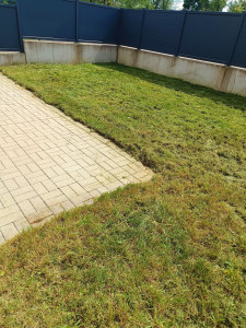 Photo de galerie - Petite tonte 