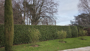 Photo de galerie - Taille d'une haie de laurier, tailles des rosiers et entretien du gazon.
