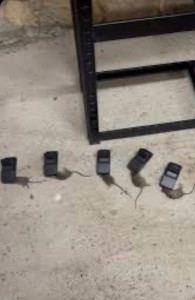 Photo de galerie - Mise en place de postes d’appâtage sécurisés pour la lutte contre les rats et les souris. Installation stratégique et suivi pour une élimination efficace des rongeurs, avec des solutions adaptées aux particuliers et aux professionnels.