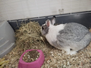 Photo de galerie - Oscar mon lapin