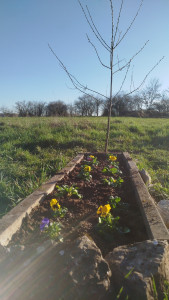 Photo de galerie - Jardin plantation 