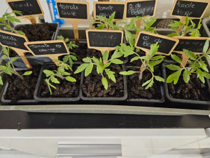 Photo de galerie - Potager, semis, plantation, serre, arrosage et entretient 