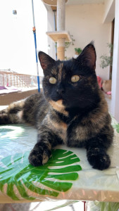 Photo de galerie - Maya