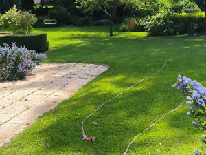 Photo de galerie - Tonte et débroussaillage d'un jardin 