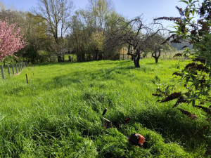 Photo de galerie - Tonte de pelouse - Débroussaillage
