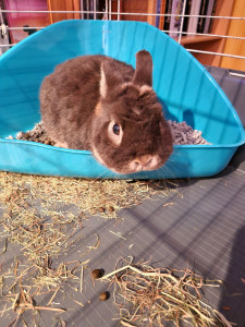 Photo de galerie - Garde animaux