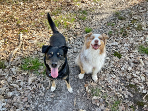 Photo de galerie - Garde animaux