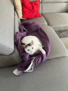 Photo de galerie - Garde de chat