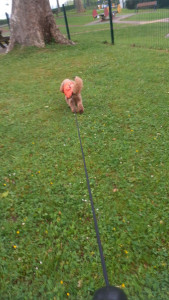 Photo de galerie - Super la promenade 