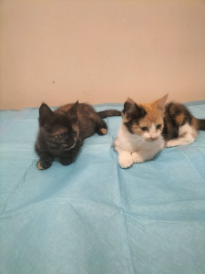 Photo de galerie - Jeunes chatons en famille d'accueil chez moi