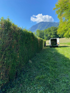 Photo de galerie - Taille haie de cyprès 
