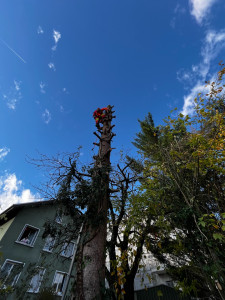 Photo de galerie - Ébranchage & abattage d’un arbre de 12 mètres 