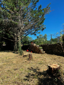 Photo de galerie - Elagage et coupe d'arbres