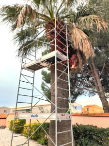 Photo de galerie - Taille de palmier