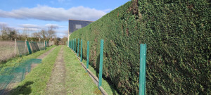 Photo de galerie - Taille de haie 