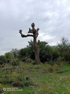 Photo de galerie - élagage d'un saule pleureur 